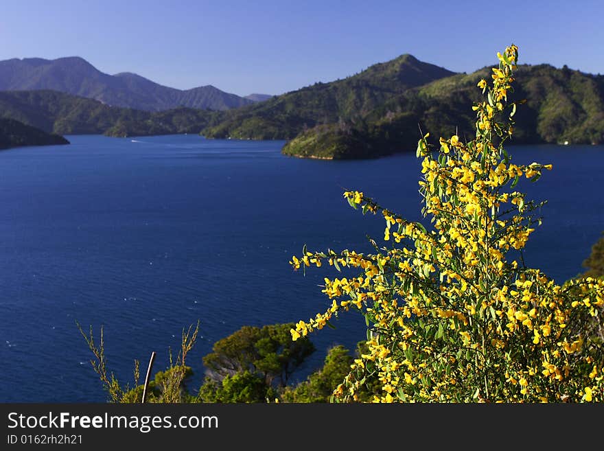 Picture was taken on Queen Charlotte Drive, new Zealand, Nov 2007, . Picture was taken on Queen Charlotte Drive, new Zealand, Nov 2007,