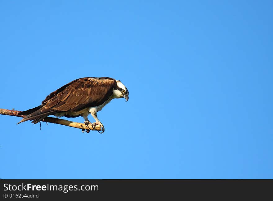 An Osprey stares down at the water waiting...