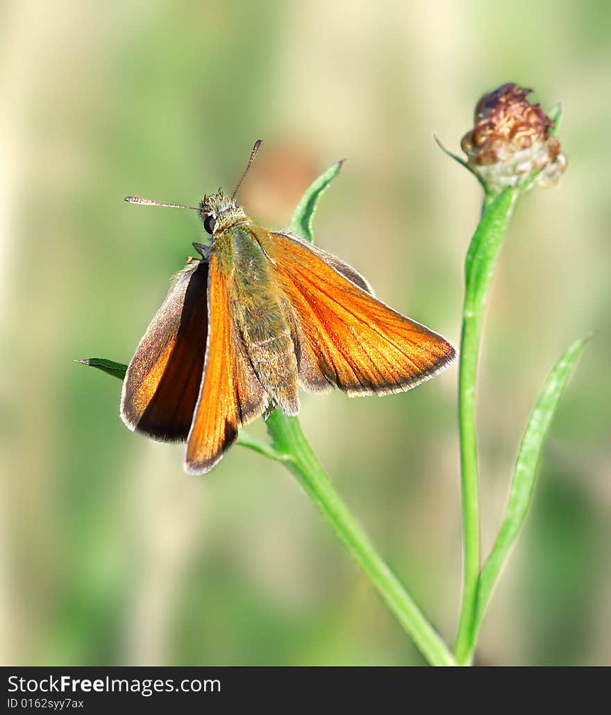 Butterfly on the blade. Russian nature, wilderness world.