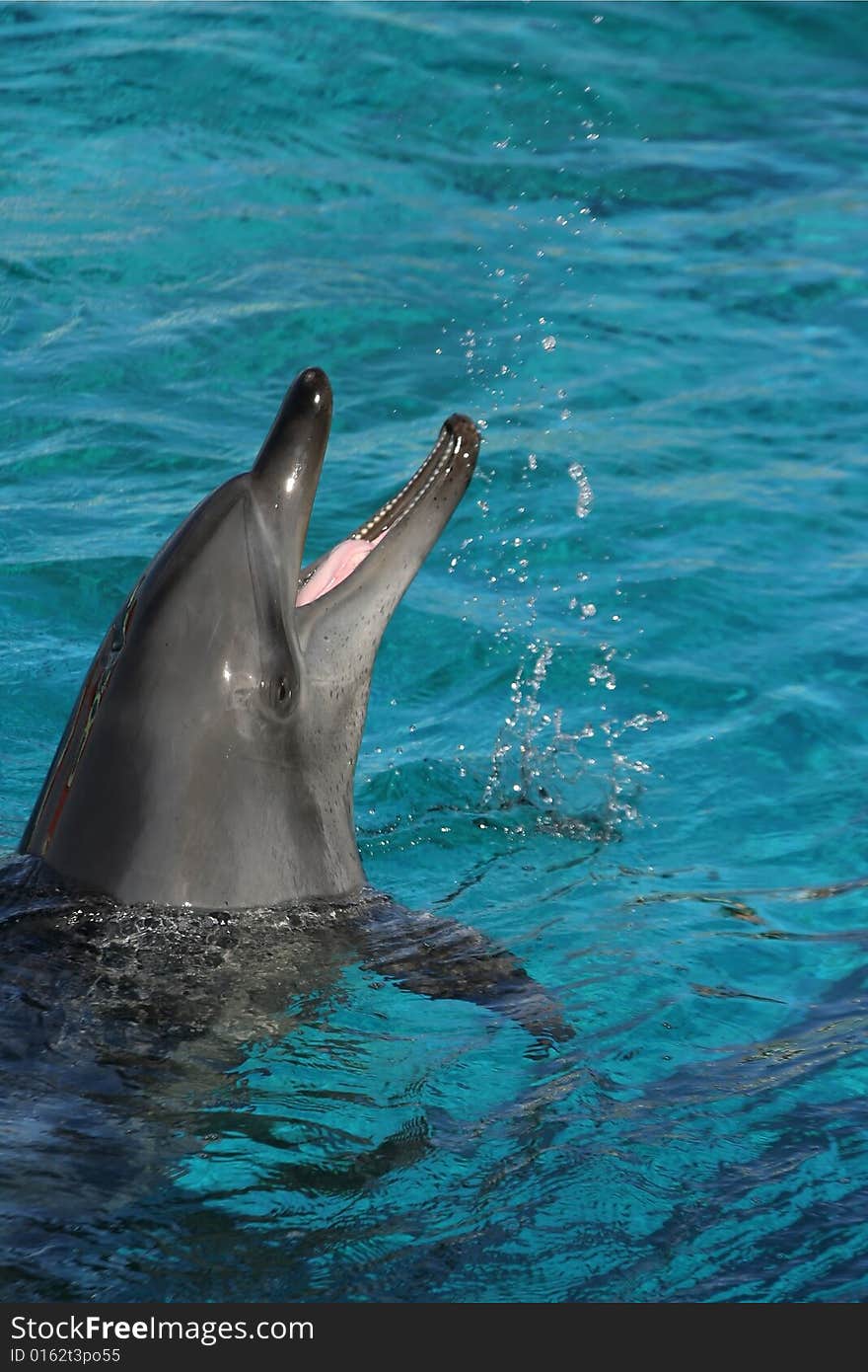 Dolphin splashing water with its mouth