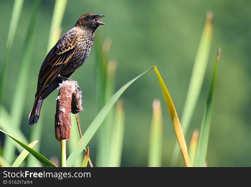 Redwinged Blackbird singing