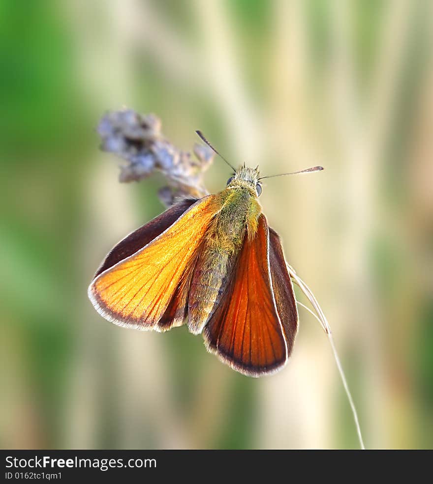 Orange butterfly on the blade. Russian nature, wilderness world.