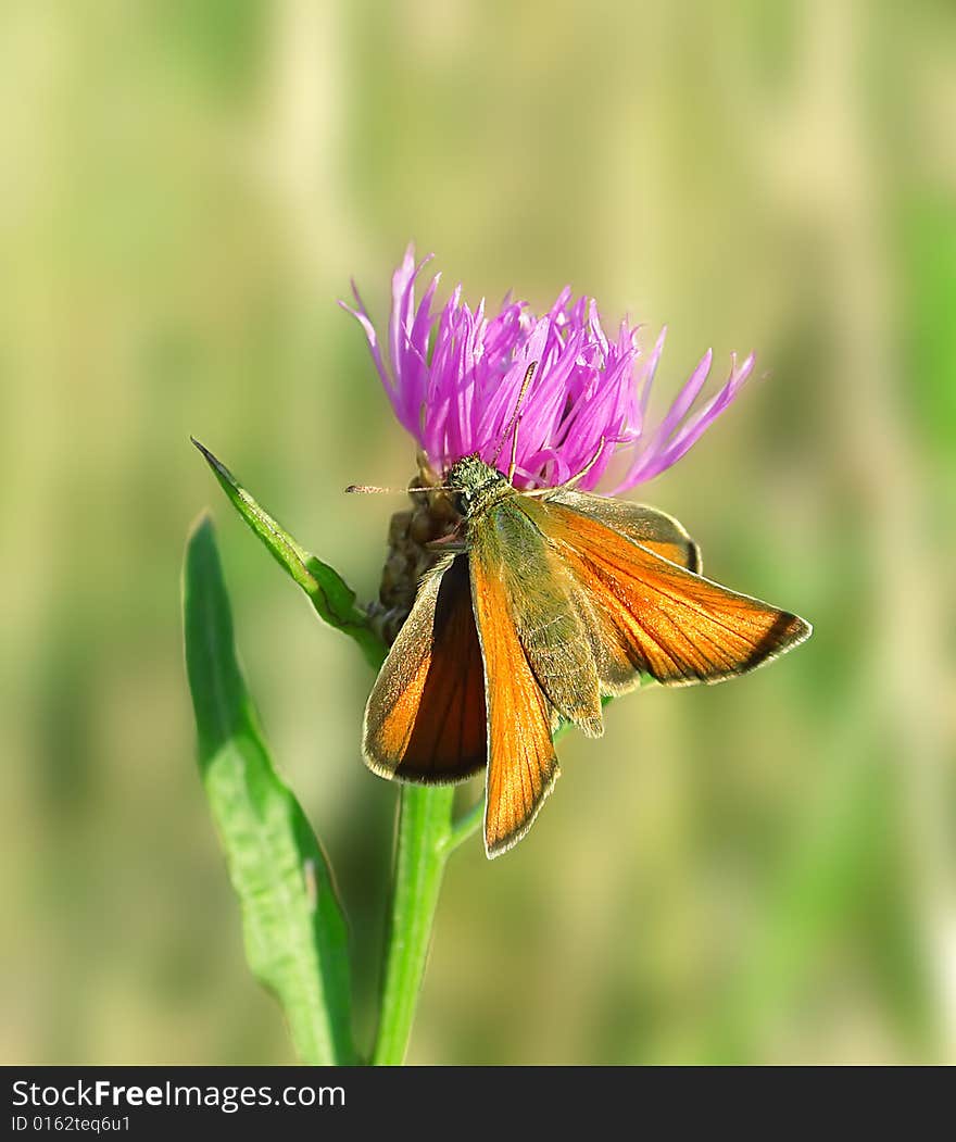 Butterfly on the blade. Russian nature, wilderness world. Butterfly on the blade. Russian nature, wilderness world.