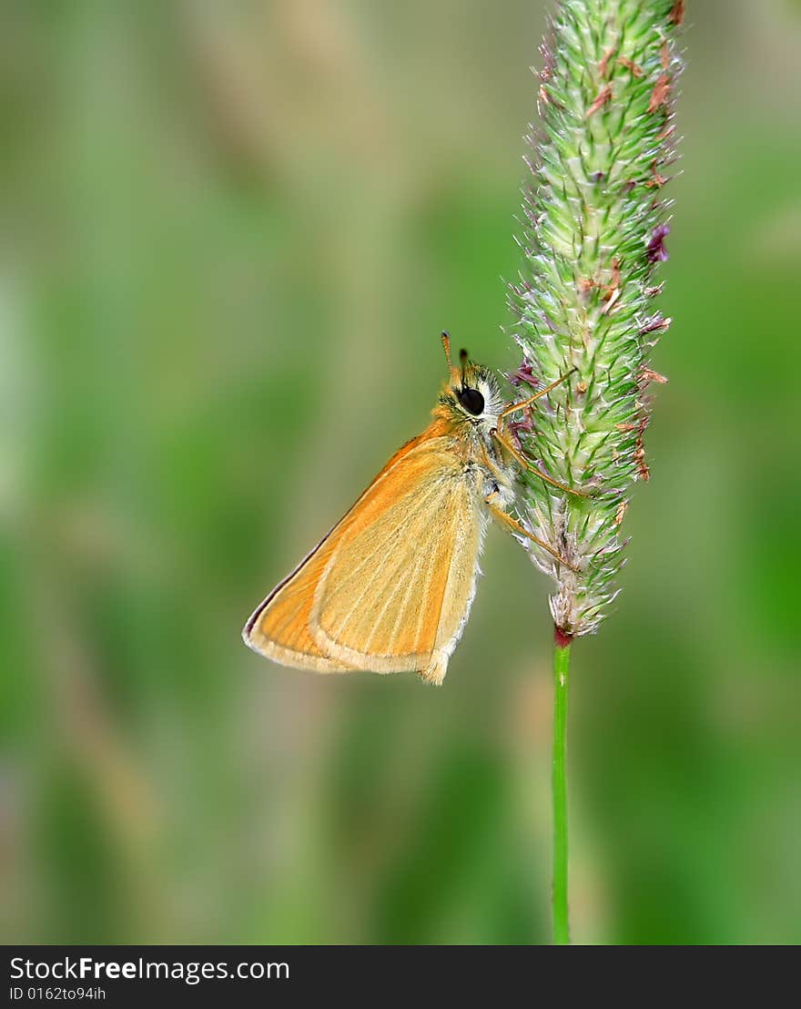 Butterfly on the grass. Russian nature, wilderness world.