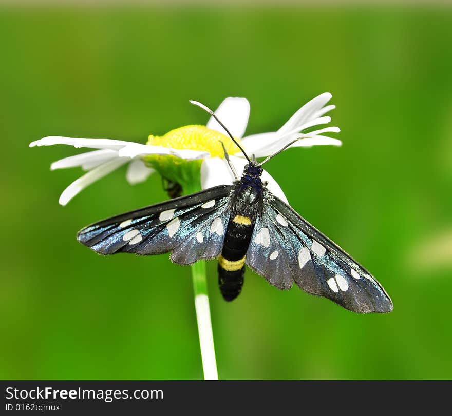 Butterfly on the camomile.