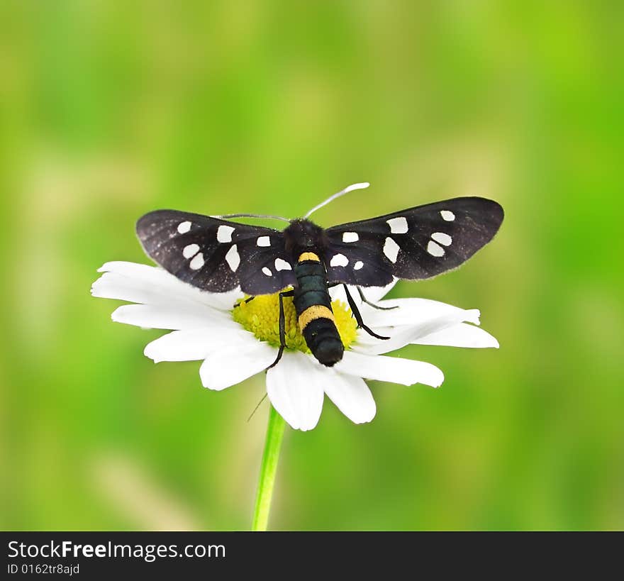 Butterfly on the camomile.