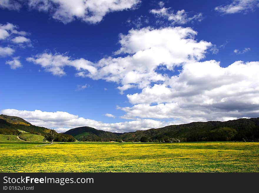 Picture was taken in New Zealand, Nov 2007, . Picture was taken in New Zealand, Nov 2007,