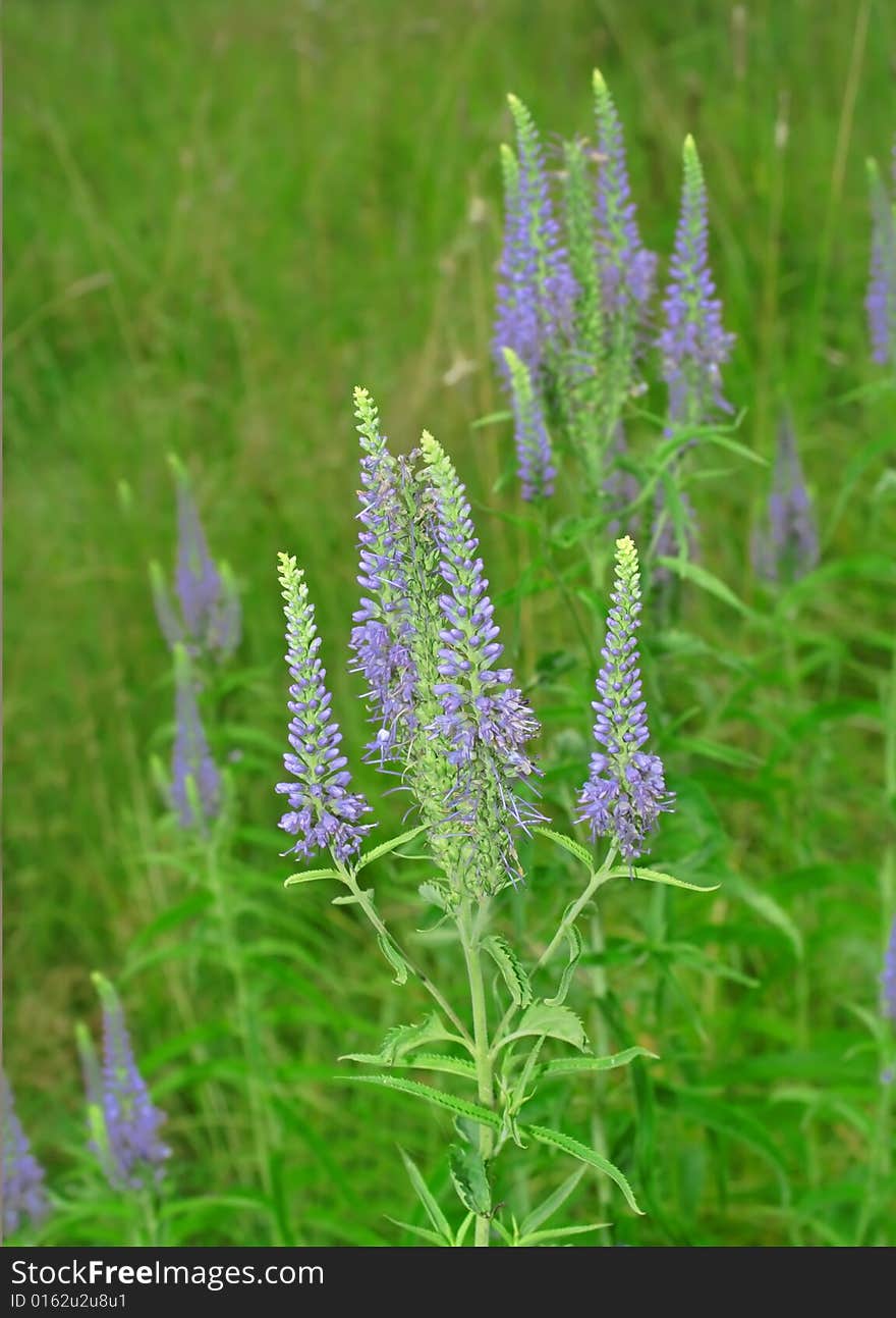 Flower. Russian nature, wilderness world.