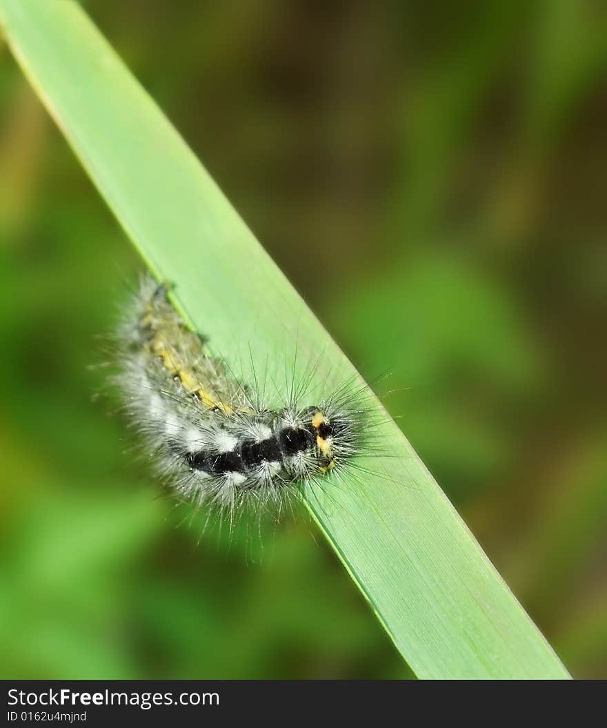 Shaggy caterpillar on the blade. Russian nature, wilderness world.