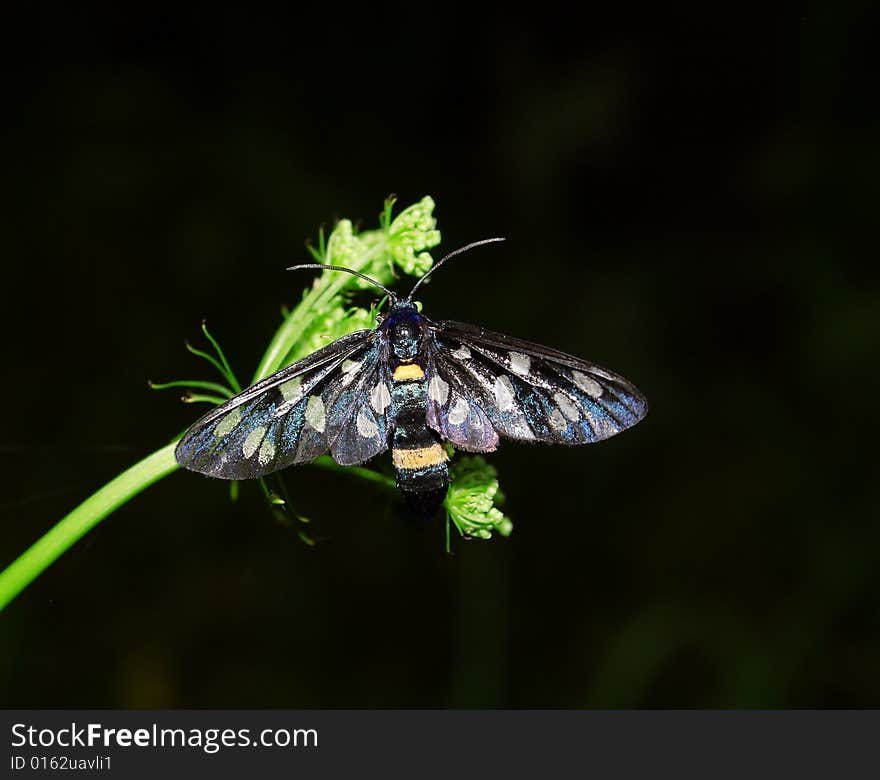 Butterfly on the grass.