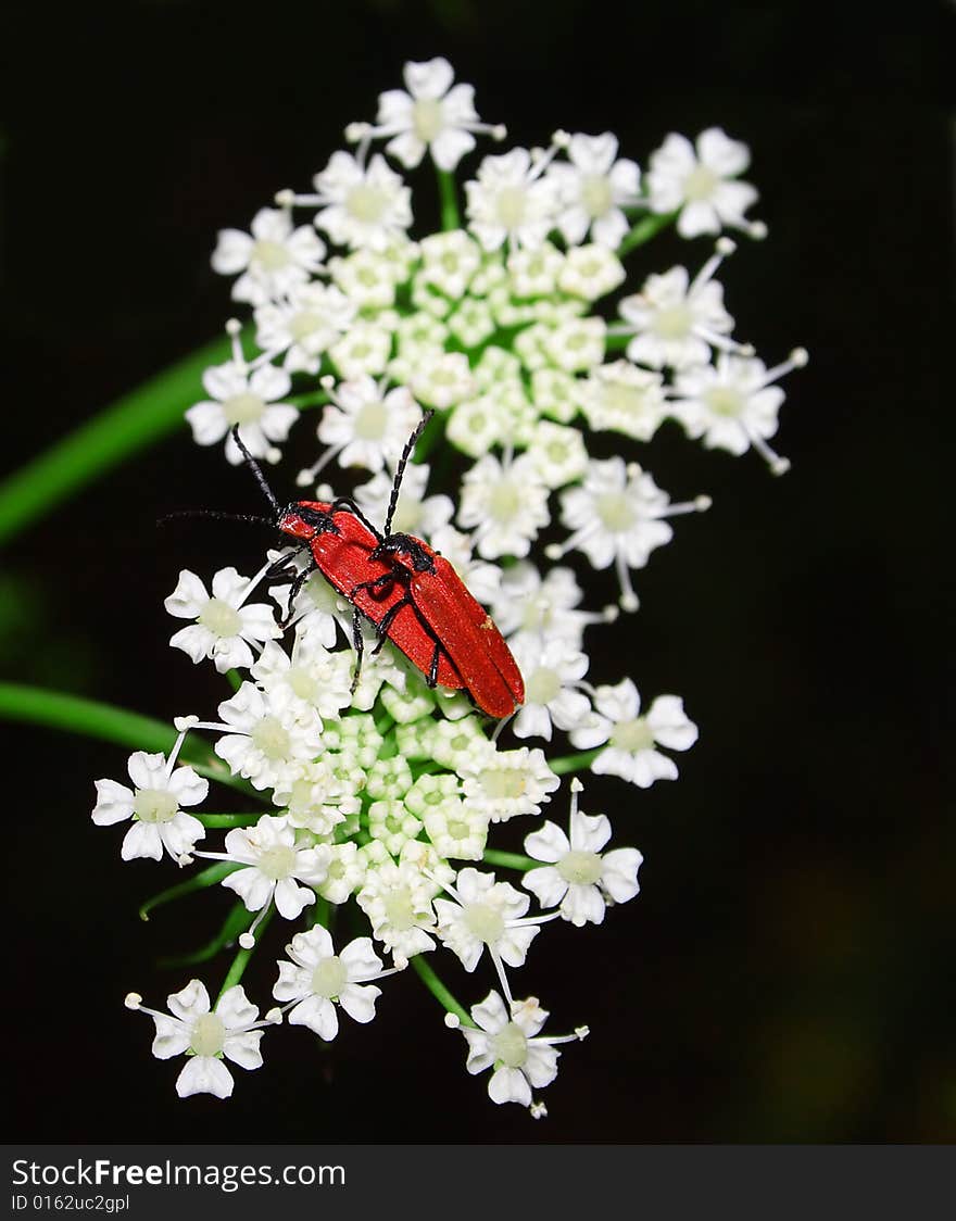 Beetle on the white flower.