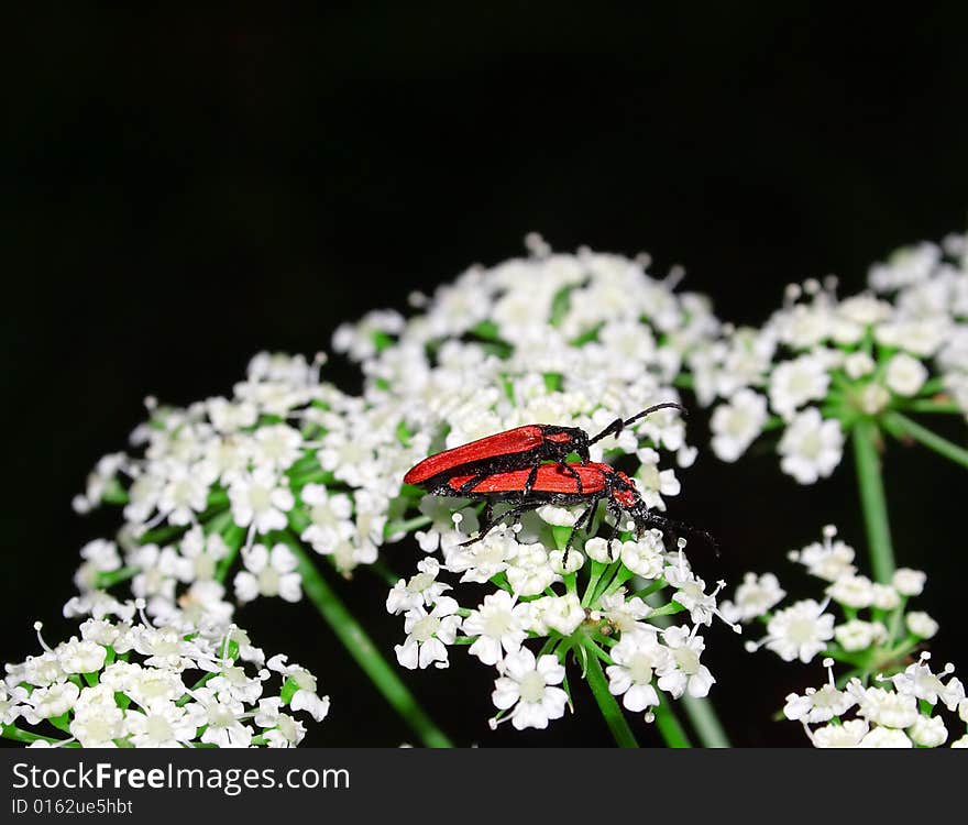 Beetle on the white flower.