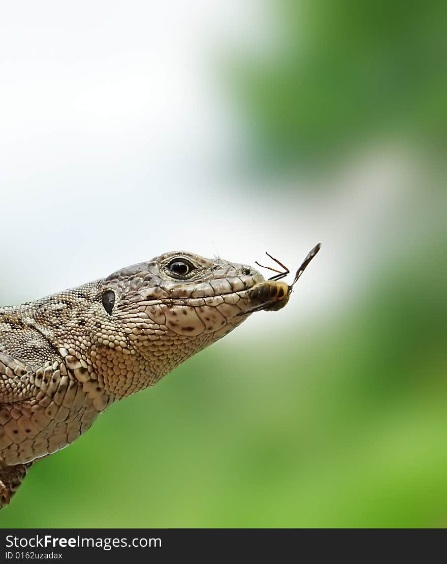 Lizard to fly.