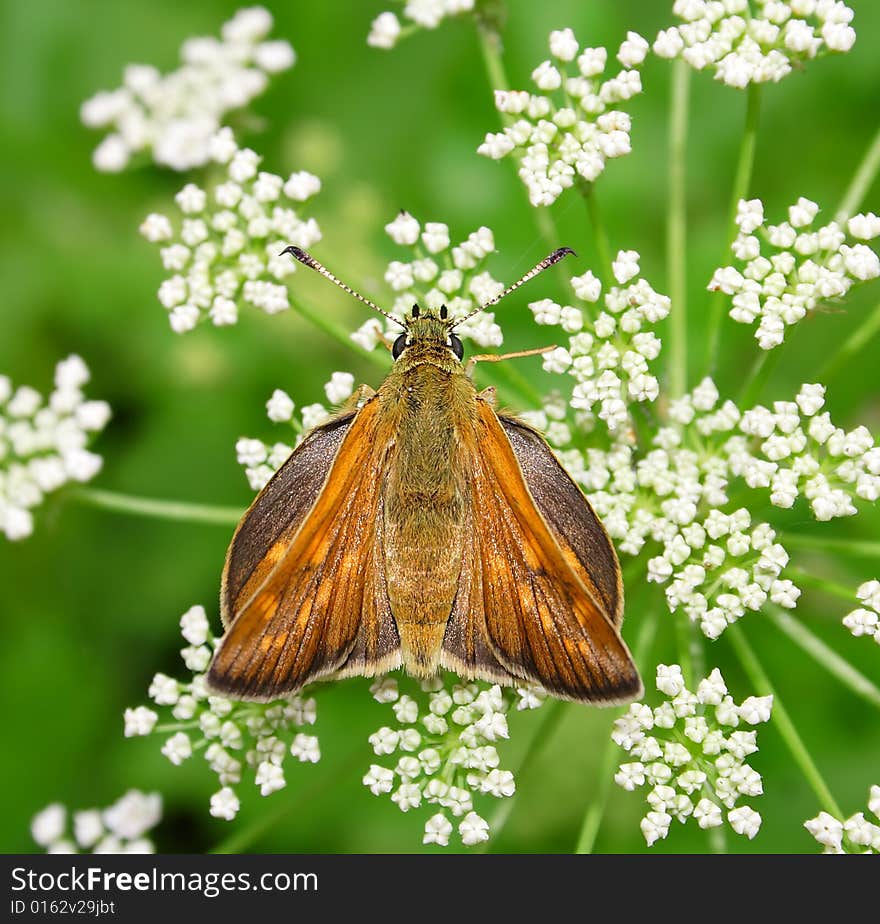 Butterfly on the white flower.