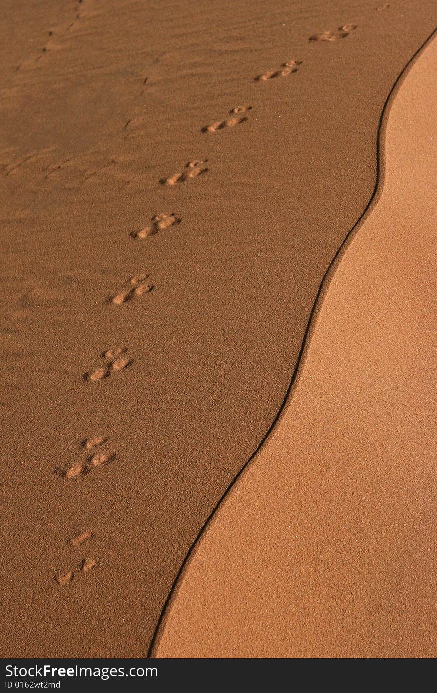 Animals traces and an edging of the sand dune. Namibia, Africa. Animals traces and an edging of the sand dune. Namibia, Africa.