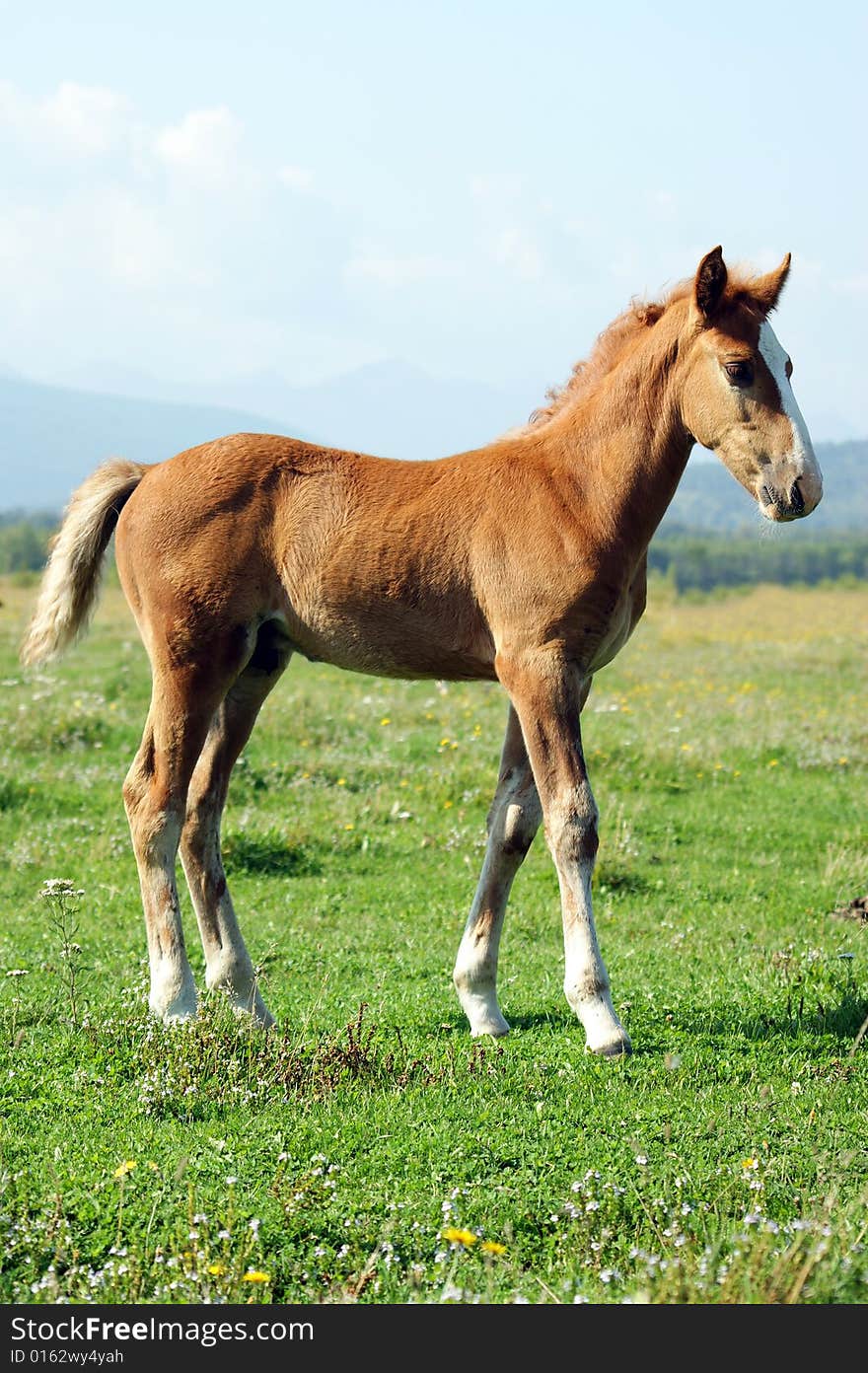 The Redhead foal with beard.