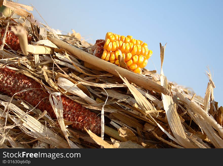 Particularly a bale of wheat with the cob with grains