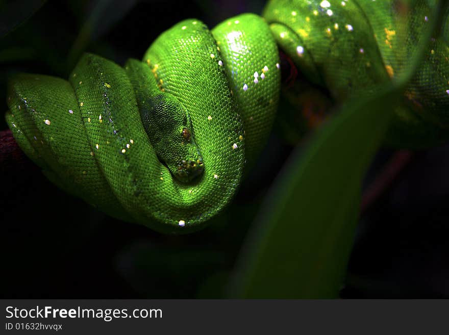 Green tree python (Morelia viridis) on tree branch