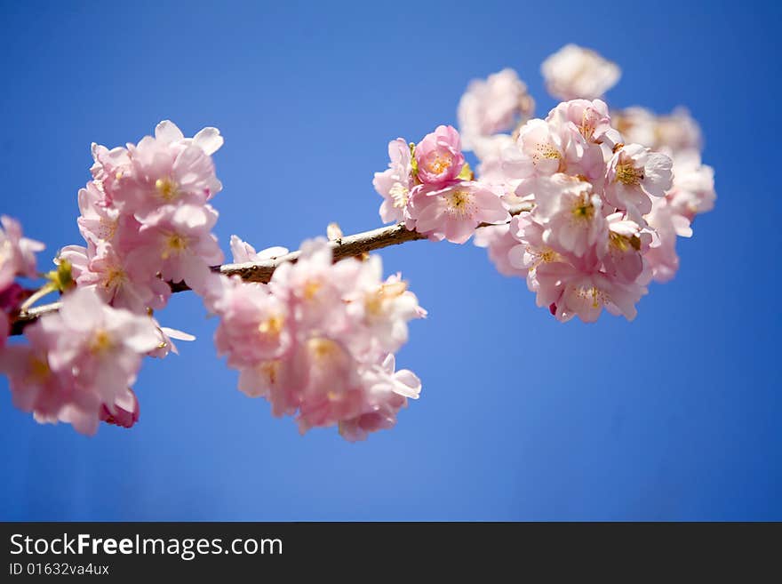 Branch With Pink Blossoms