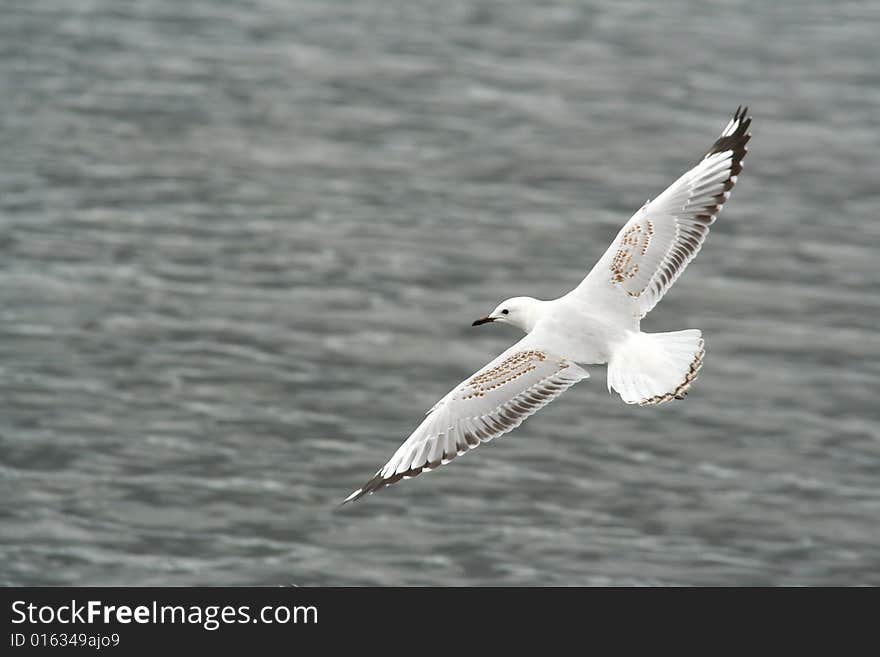 Seagull