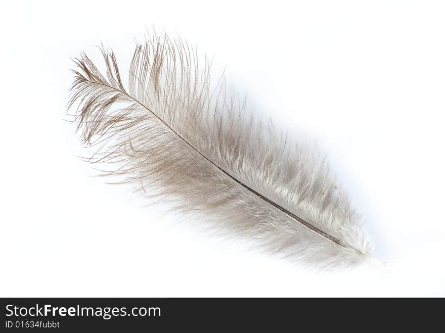 Feather isolated on white background