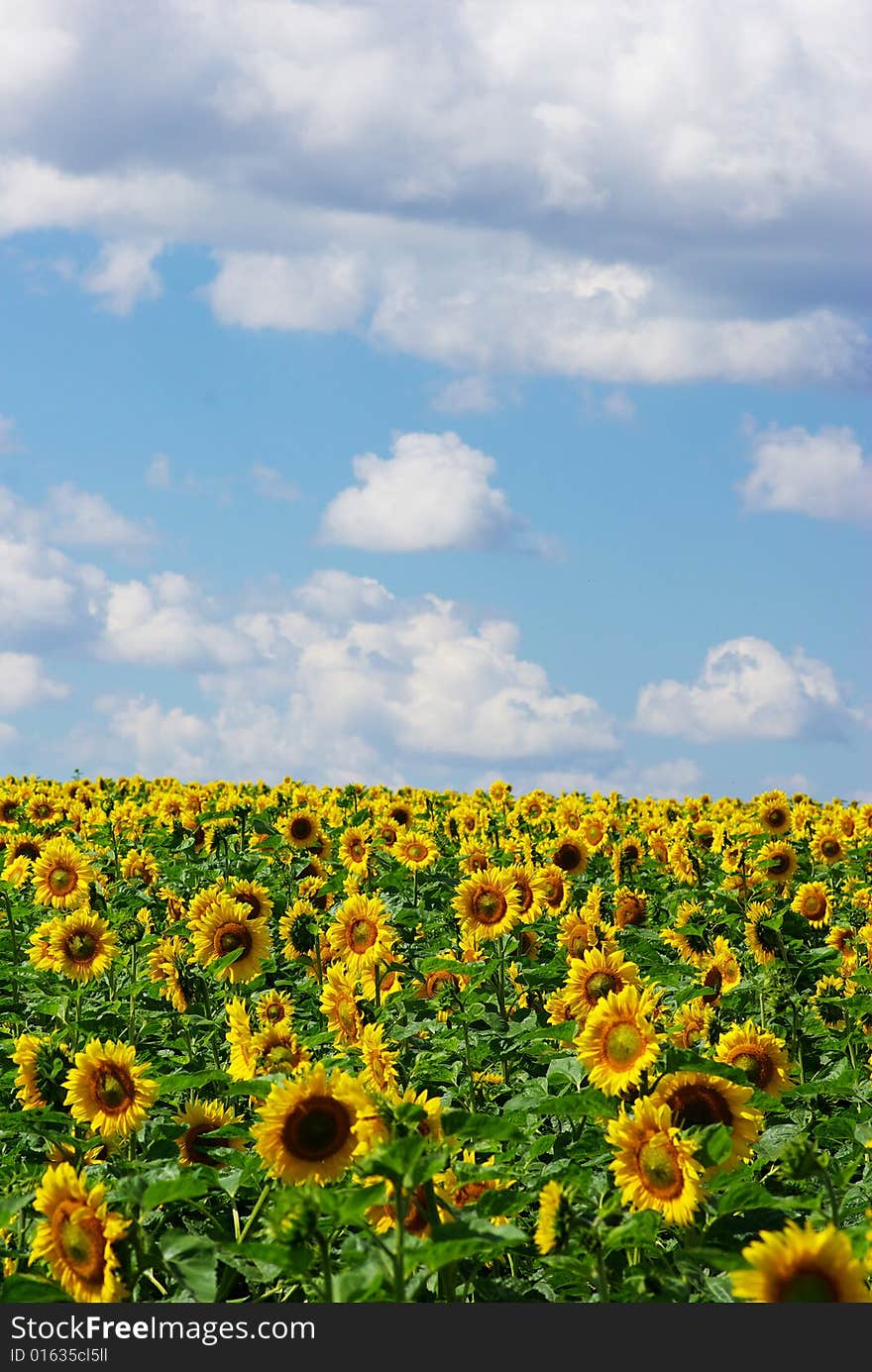 Sunflower field over cloudy blue sky