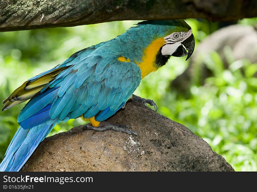 Splendid parrot in the wilderness