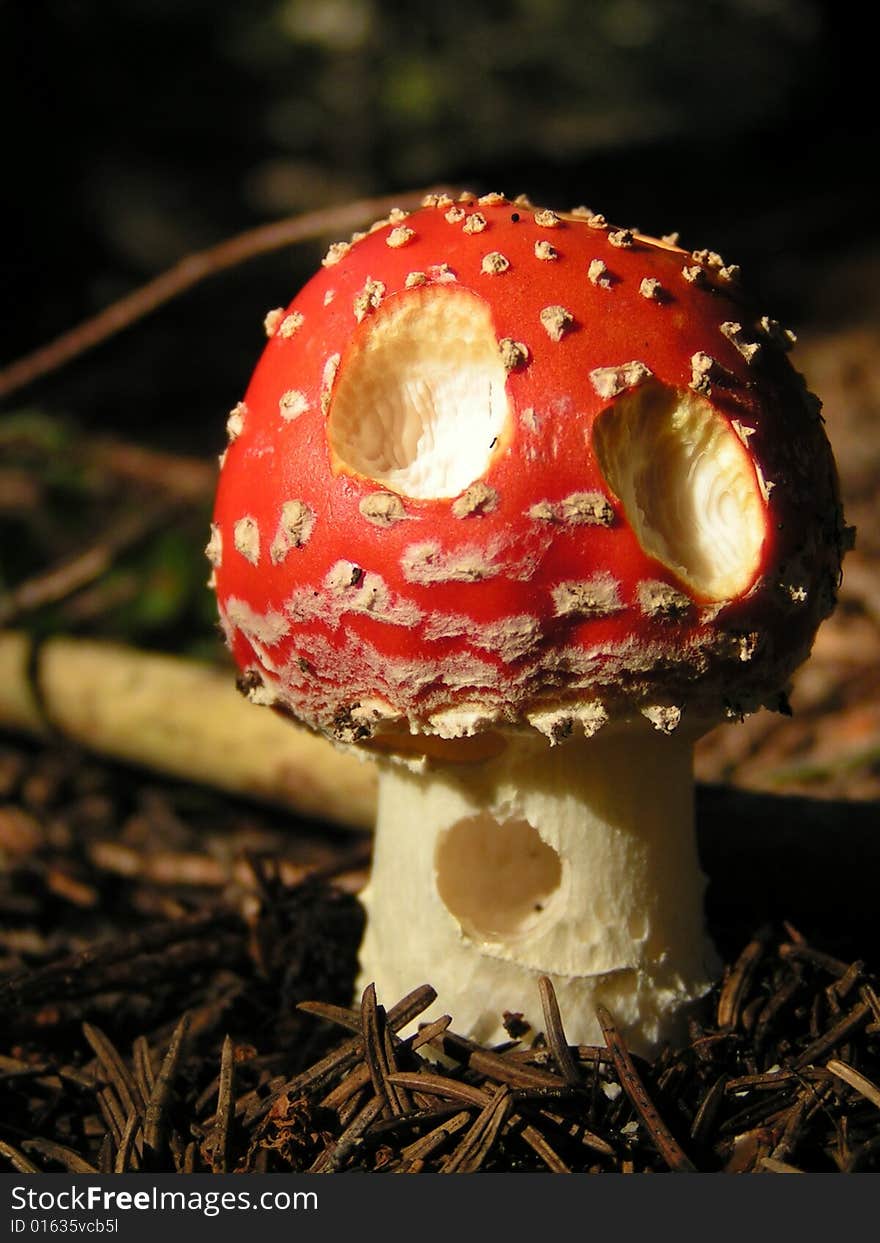 Funny toadstool in the mountain wood.
