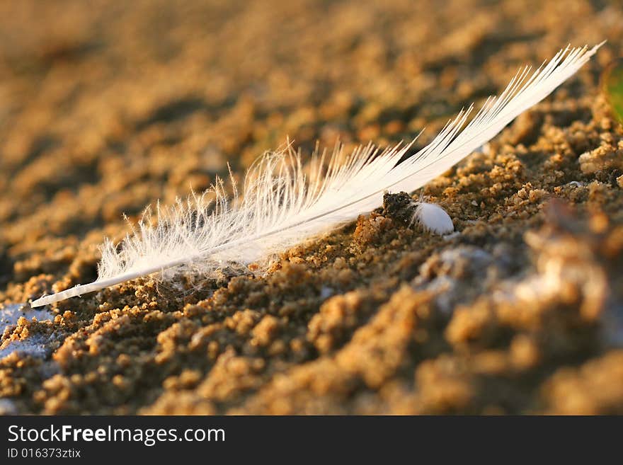 Feather on sand