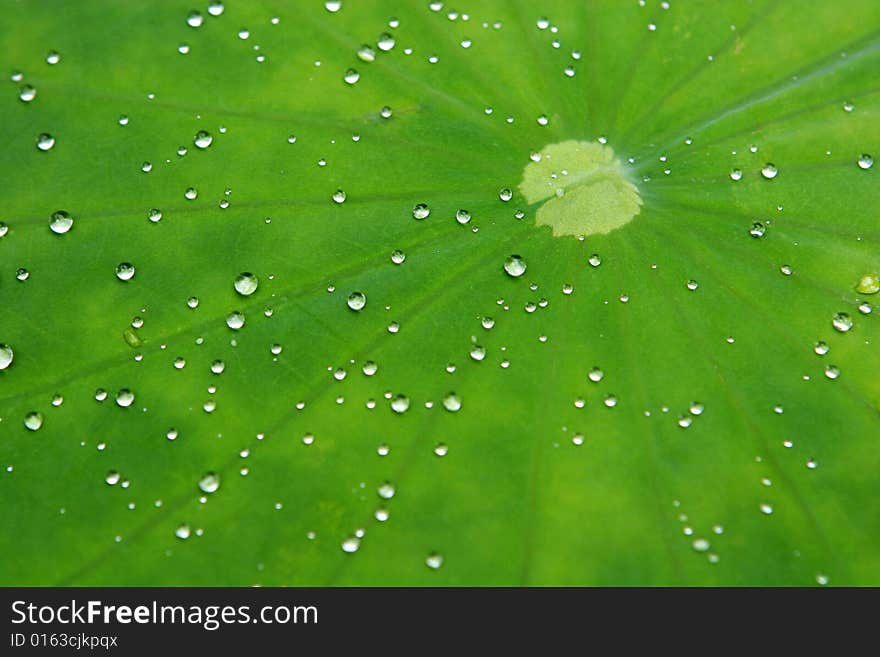 The much water small drops on the green leave. The much water small drops on the green leave.