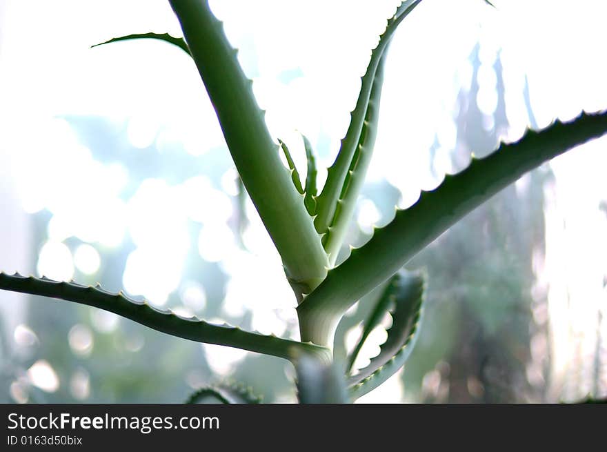 Aloe plant.