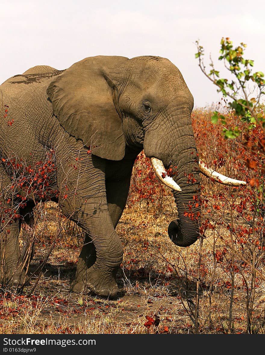 African bull elephant in the colourful winter bush on a sunny bright day. Kruger National Park, South Africa. African bull elephant in the colourful winter bush on a sunny bright day. Kruger National Park, South Africa.