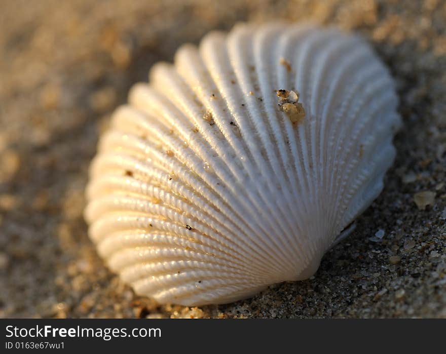 Sea shell on the beach at sunrise. Sea shell on the beach at sunrise