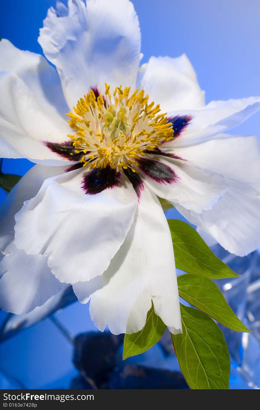 White flower on blue background, studio