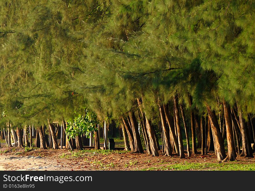 Trees basking in the early morning light. Trees basking in the early morning light