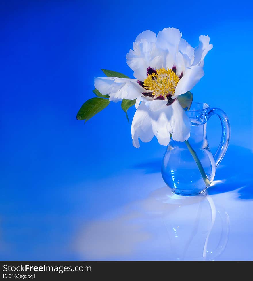 White flower on blue background, studio