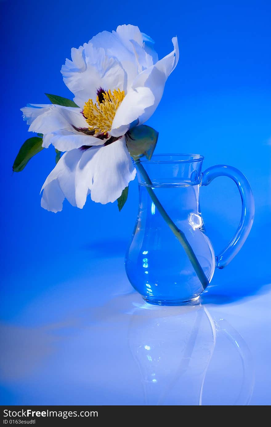 White flower on blue background, studio