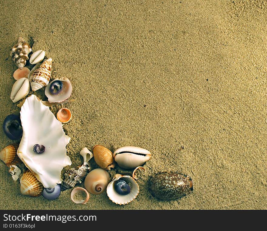 A beauteful alluvial of different Mediterranean seashells