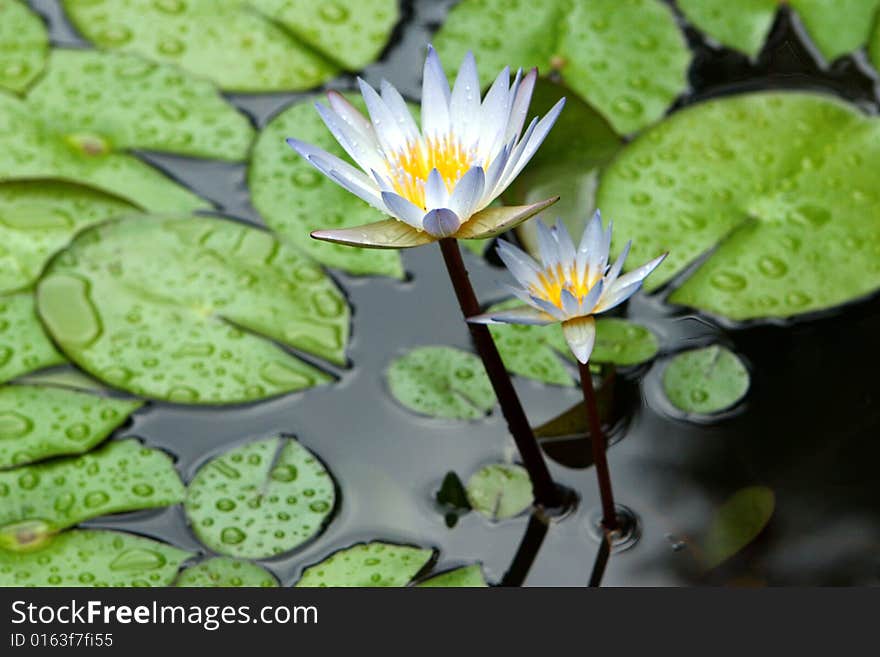 Two white lilies were dismissed on water after a rain among green round leaves.