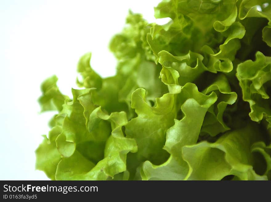 Lettuce isolated on the white background