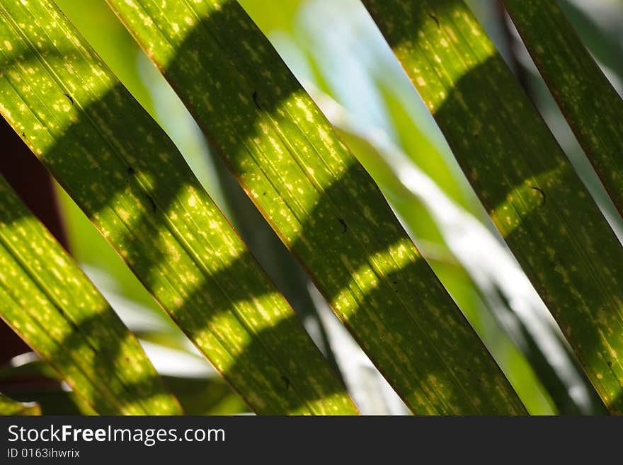 Light and shadow on leaf