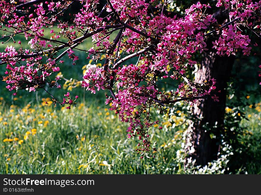 Lilac tree in a spring field