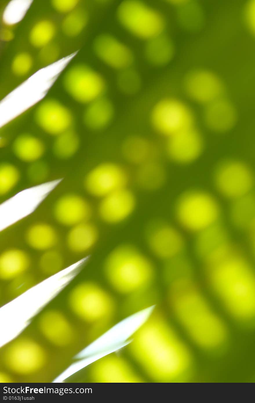 bokeh of light through leaves forming an abstract