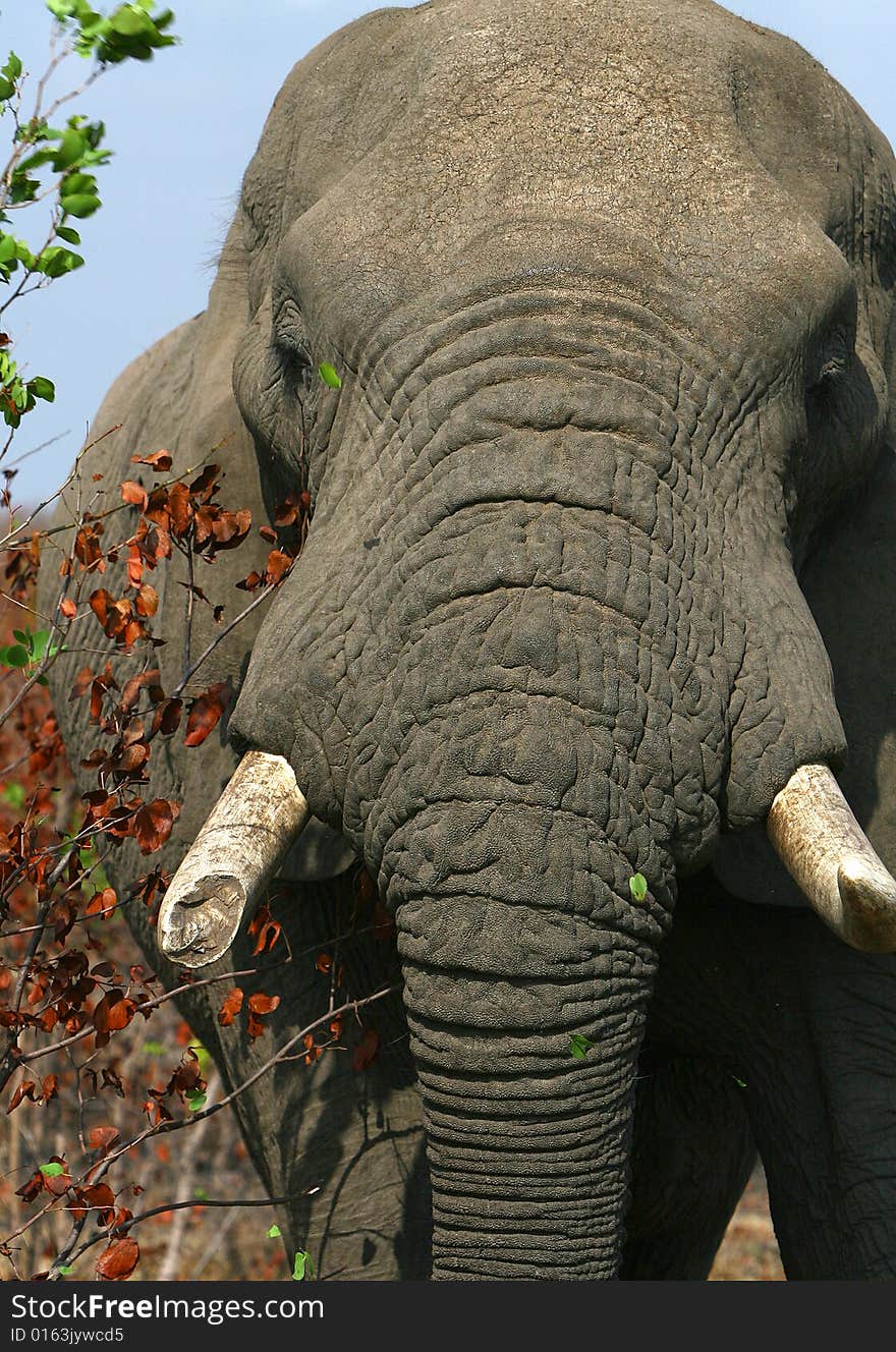 Head of an African elephant