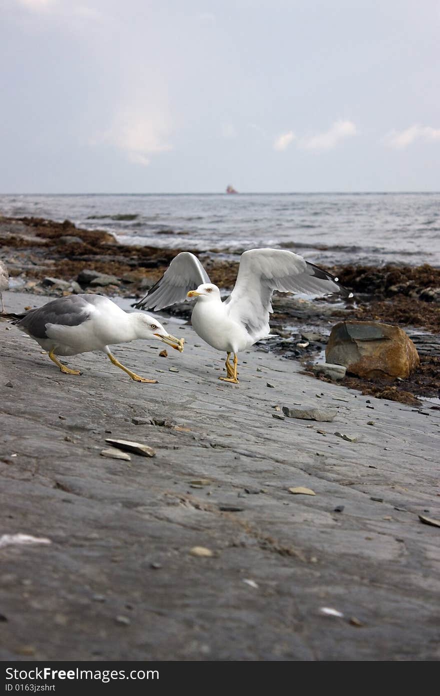 Sea gulls fighting over a feed