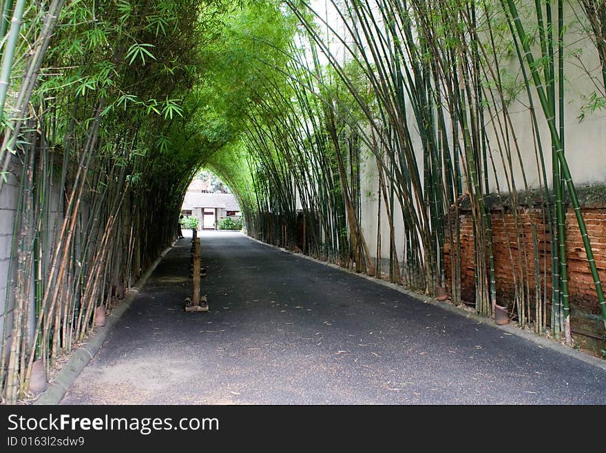 Bamboo Corridor