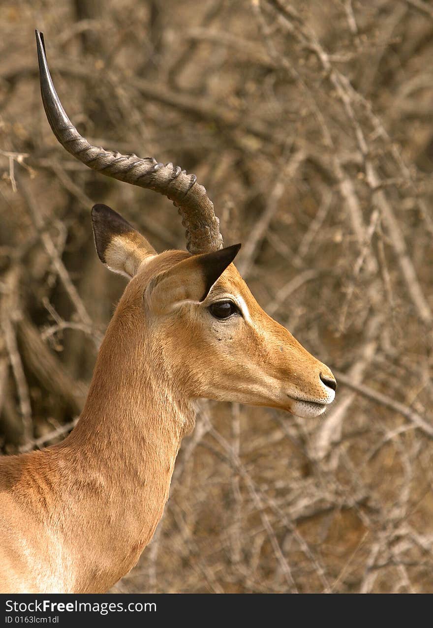 Picture of a head of an Impala or “Rooi Bok”- type of an African antelope - was taken in Kruger National Park in South Africa. Picture of a head of an Impala or “Rooi Bok”- type of an African antelope - was taken in Kruger National Park in South Africa