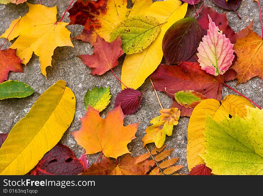 Autumn herbarium