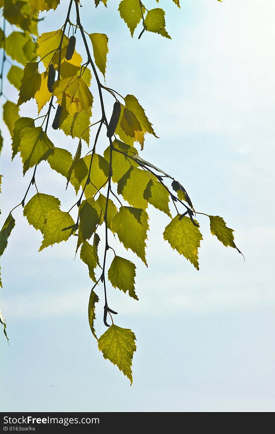 Multi-coloured autumn leaves on trees