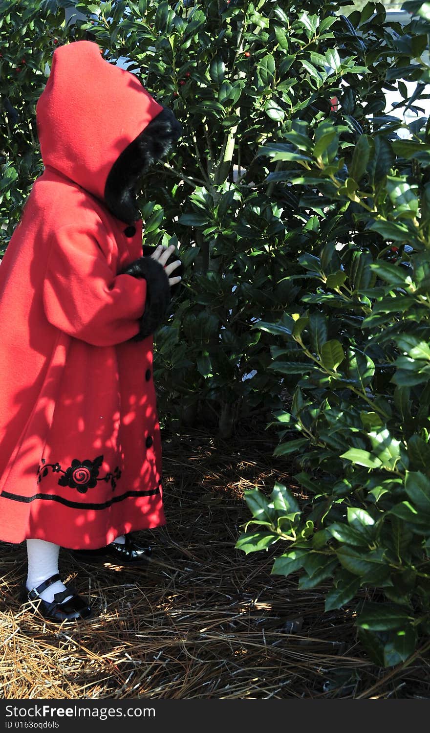 Little girl dressed in a red hooded coat hiding. Little girl dressed in a red hooded coat hiding.